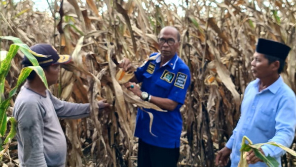 HM Nurnas tinjau kebun jagung yang terserang hama